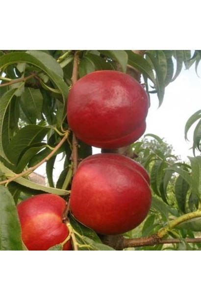 Гілка з великими плодами нектарину Honey Haven на сонці